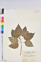 臺灣鐵莧藏品圖，第1張