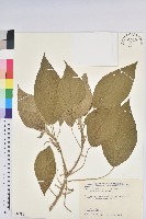 臺灣鐵莧藏品圖，第1張