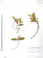 巨葉花遠志藏品圖，第1張