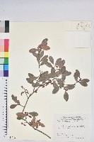 凹葉越橘藏品圖，第1張