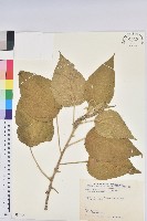 臺灣鐵莧藏品圖，第1張