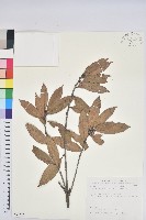 毽子櫟藏品圖，第1張