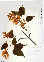 尖葉槭藏品圖，第1張