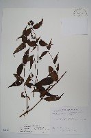 台灣土黨參藏品圖，第1張