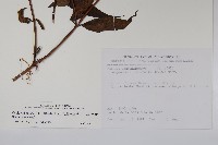 台灣土黨參藏品圖，第2張