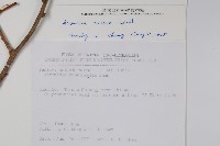 硬齒獼猴桃藏品圖，第2張