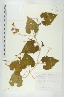 青牛膽藏品圖，第1張