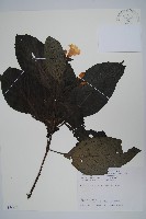 馬藍藏品圖，第1張