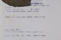 馬藍藏品圖，第2張