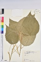 臺灣鐵莧藏品圖，第1張