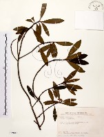 大明橘藏品圖，第1張