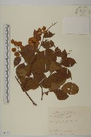 雷公藤藏品圖，第1張