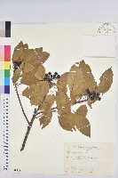 白臼藏品圖，第1張