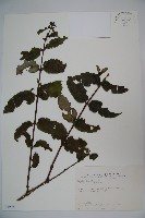 裡白忍冬、紅腺忍冬藏品圖，第1張