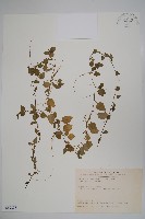 圓葉山梗菜藏品圖，第1張