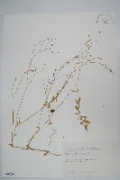 細葉蘭花參藏品圖，第1張