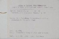 細葉蘭花參藏品圖，第2張