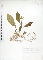 同蕊草、異色線柱苣苔藏品圖，第1張
