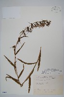 大本山梗菜藏品圖，第1張