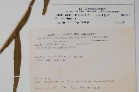 大本山梗菜藏品圖，第2張