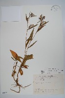 大本山梗菜藏品圖，第1張