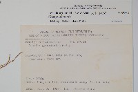 大本山梗菜藏品圖，第2張