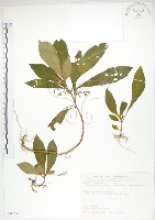 同蕊草、異色線柱苣苔藏品圖，第1張