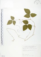 台灣山黑扁豆藏品圖，第1張
