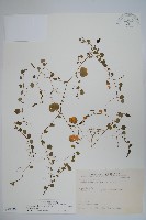 普刺特草藏品圖，第1張