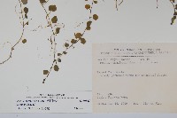 普刺特草藏品圖，第2張