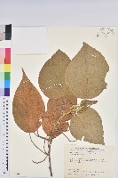 臺灣鐵莧藏品圖，第1張