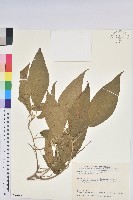 臺灣鐵莧藏品圖，第1張