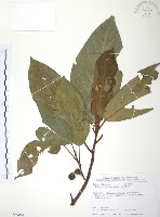 豬母乳、水同木藏品圖，第1張