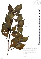 龍珠藏品圖，第1張