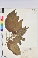 臺灣鐵莧藏品圖，第1張