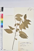 恆春鐵莧藏品圖，第1張