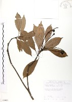 豬腳楠藏品圖，第1張