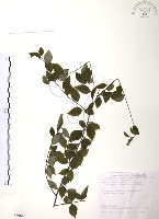 燈稱花、烏雞骨藏品圖，第1張