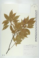 薯豆藏品圖，第1張