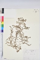 匐根大戟藏品圖，第1張