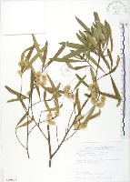 車桑子藏品圖，第1張