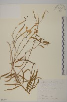 巴陵石竹藏品圖，第1張