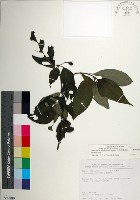 台北玉葉金花藏品圖，第1張