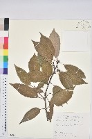 青剛櫟、鐵椆藏品圖，第1張