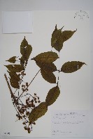 木蠟樹、山漆藏品圖，第1張