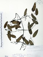 柱果鐵線蓮藏品圖，第1張