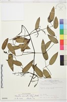 柱果鐵線蓮藏品圖，第2張