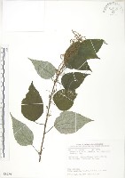 青苧麻藏品圖，第1張