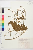 田代氏鐵線蓮藏品圖，第1張