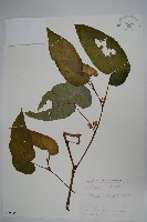 圓果秋海棠藏品圖，第1張